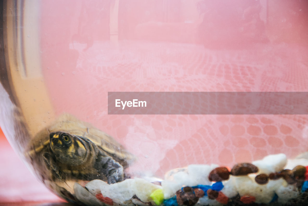 CLOSE-UP OF FISH IN TANK