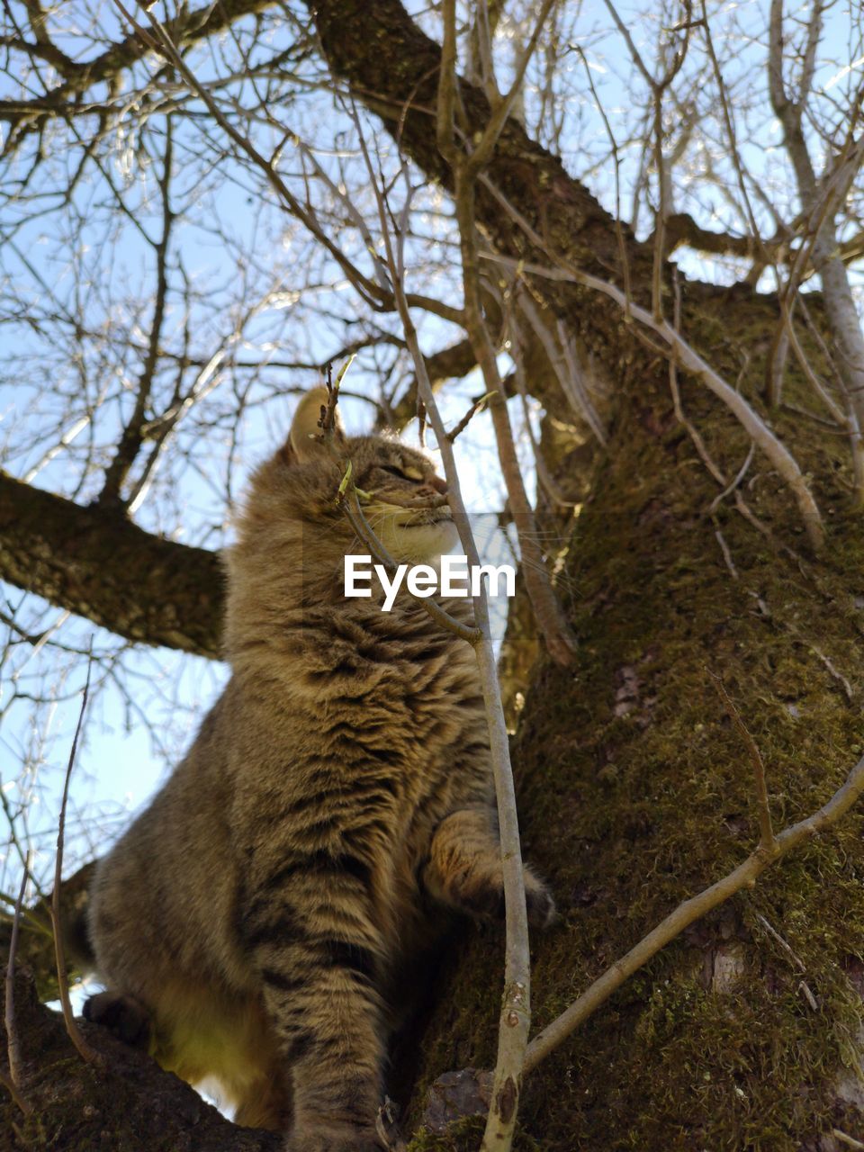 Low angle view of a cat on tree