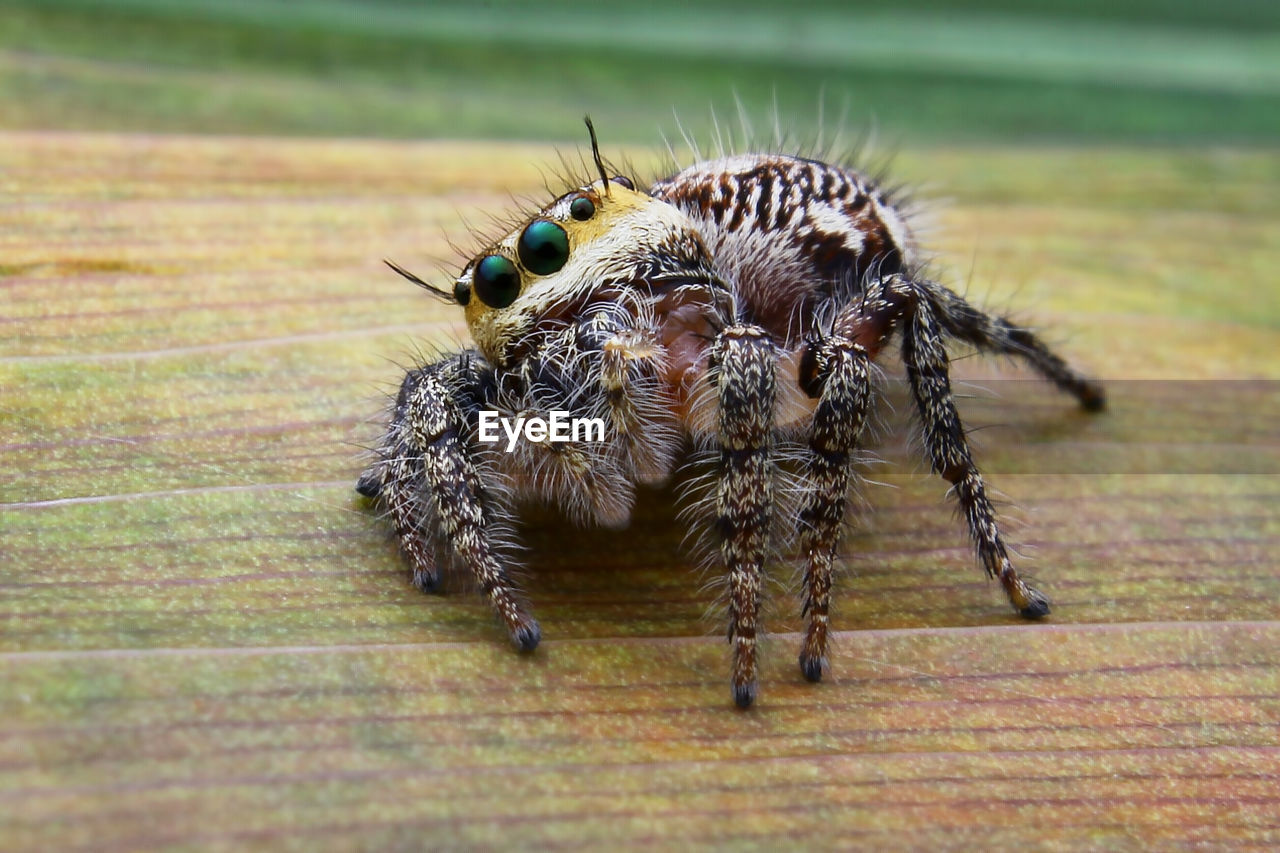 CLOSE-UP OF SPIDER IN THE ANIMAL