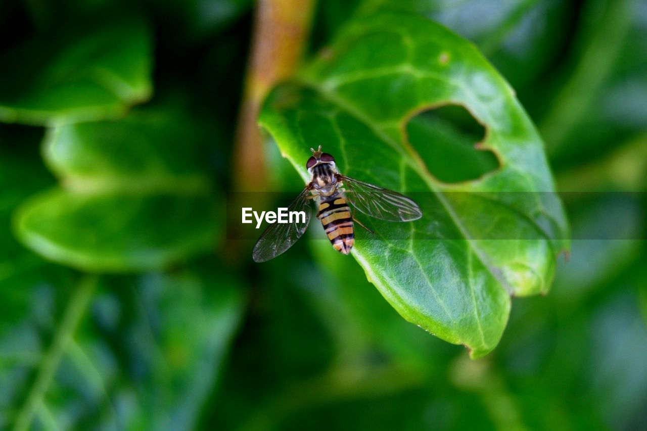 High angle view of bee feeding on leaf