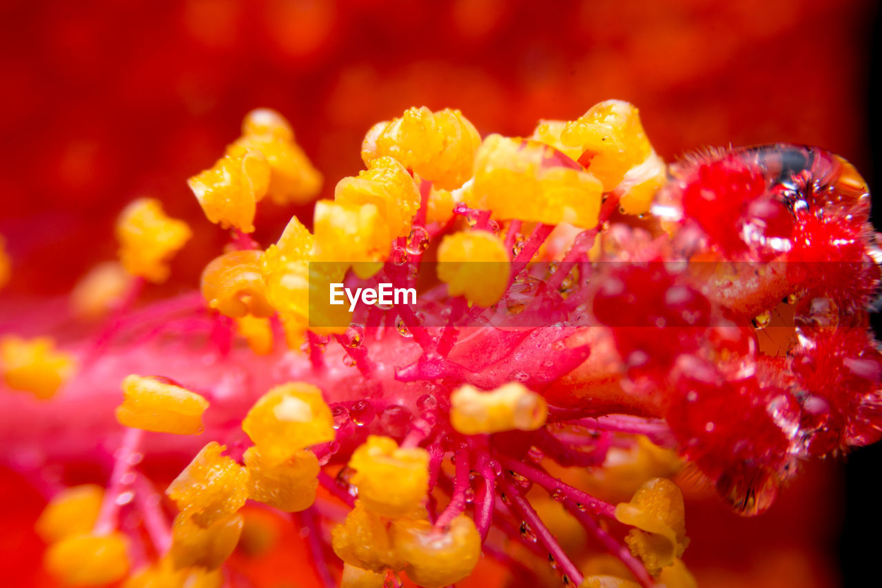 CLOSE-UP OF FLOWER