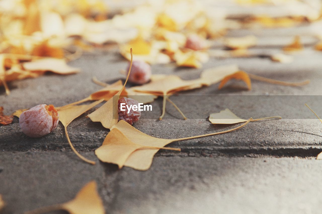 CLOSE-UP OF DRY MAPLE LEAVES FALLEN ON AUTUMN
