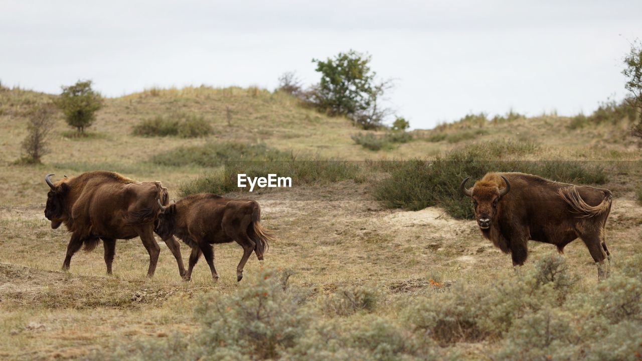 Bison on field