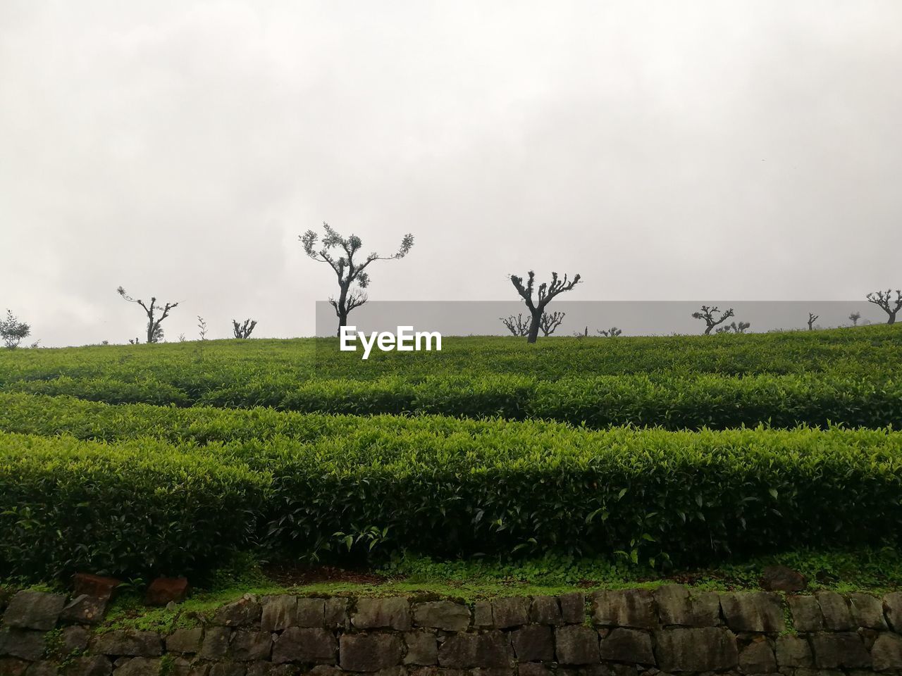 FIELD AGAINST SKY