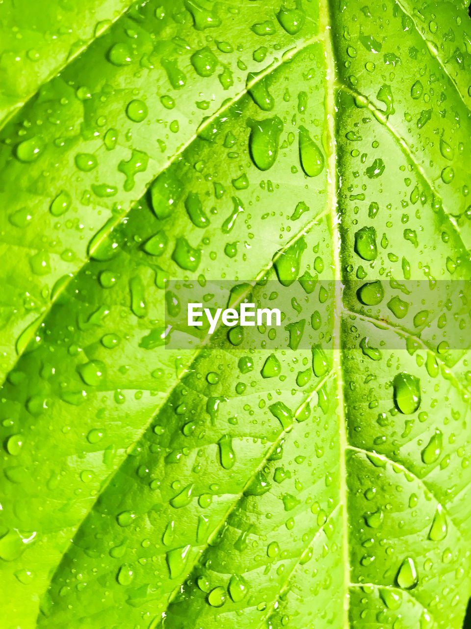 Full frame shot of wet leaves