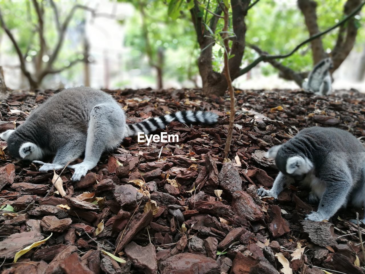 Close-up of lemurs by tree