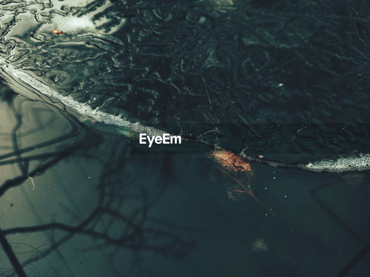 High angle view of dead leaf floating in water with huge ice cube