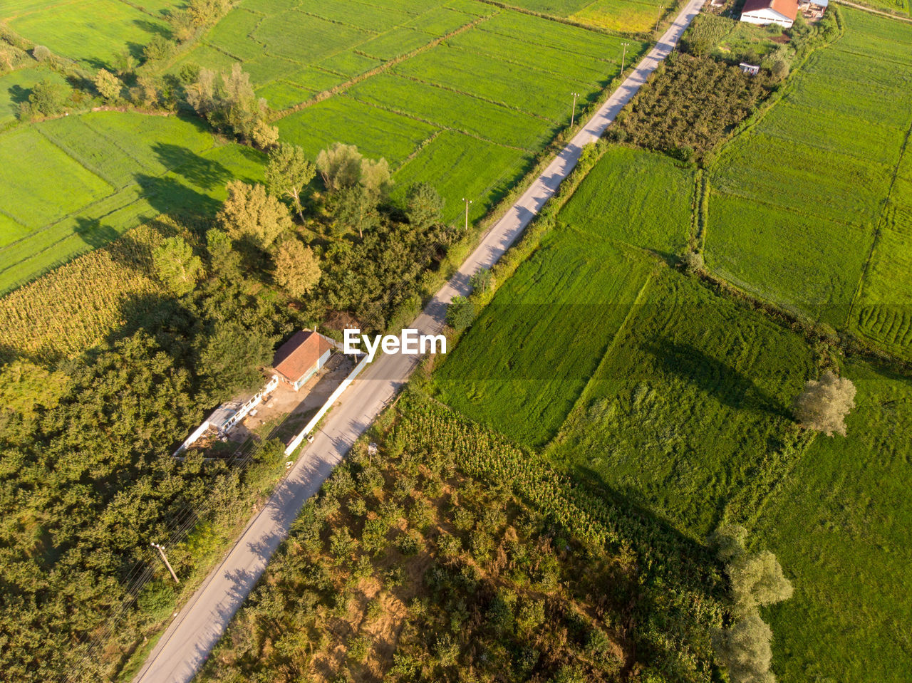 High angle view of agricultural field