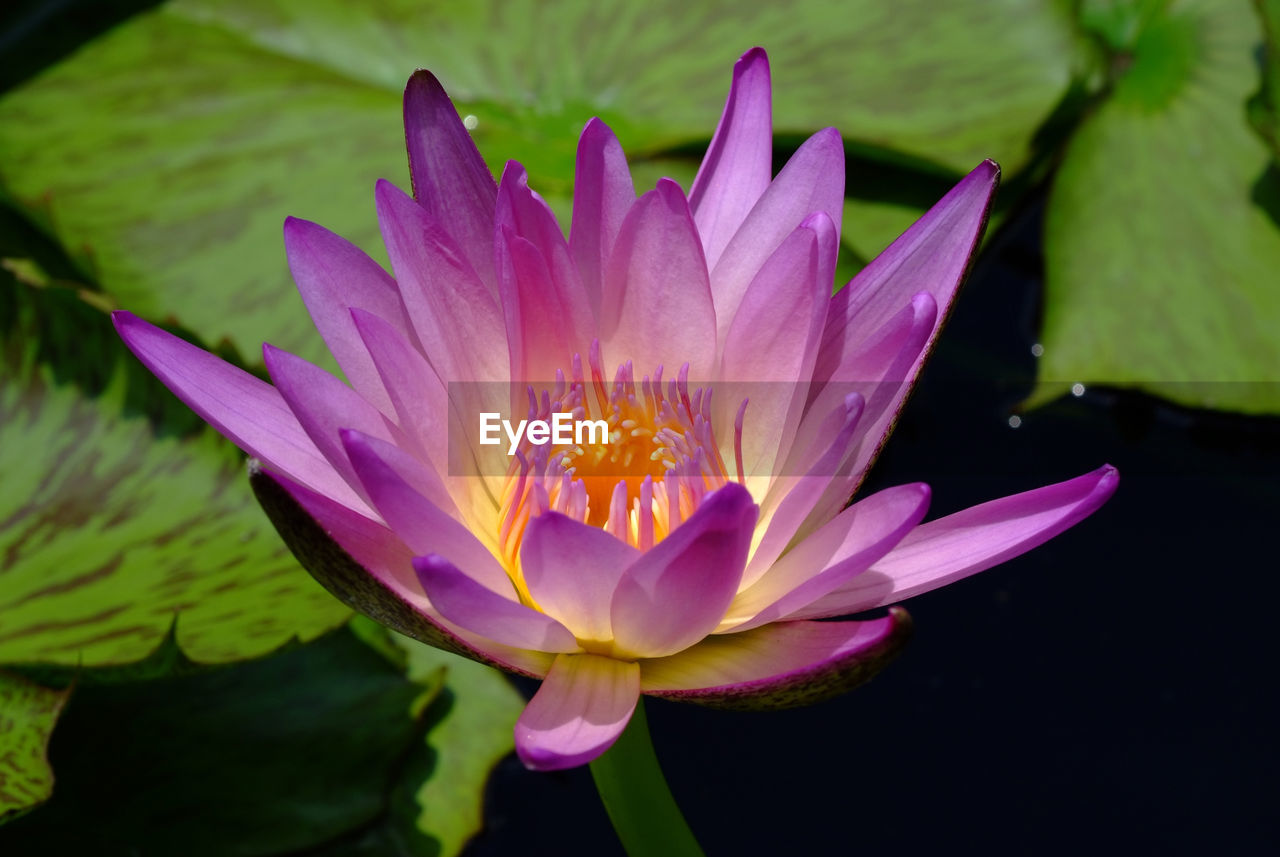 CLOSE-UP OF LOTUS WATER LILY