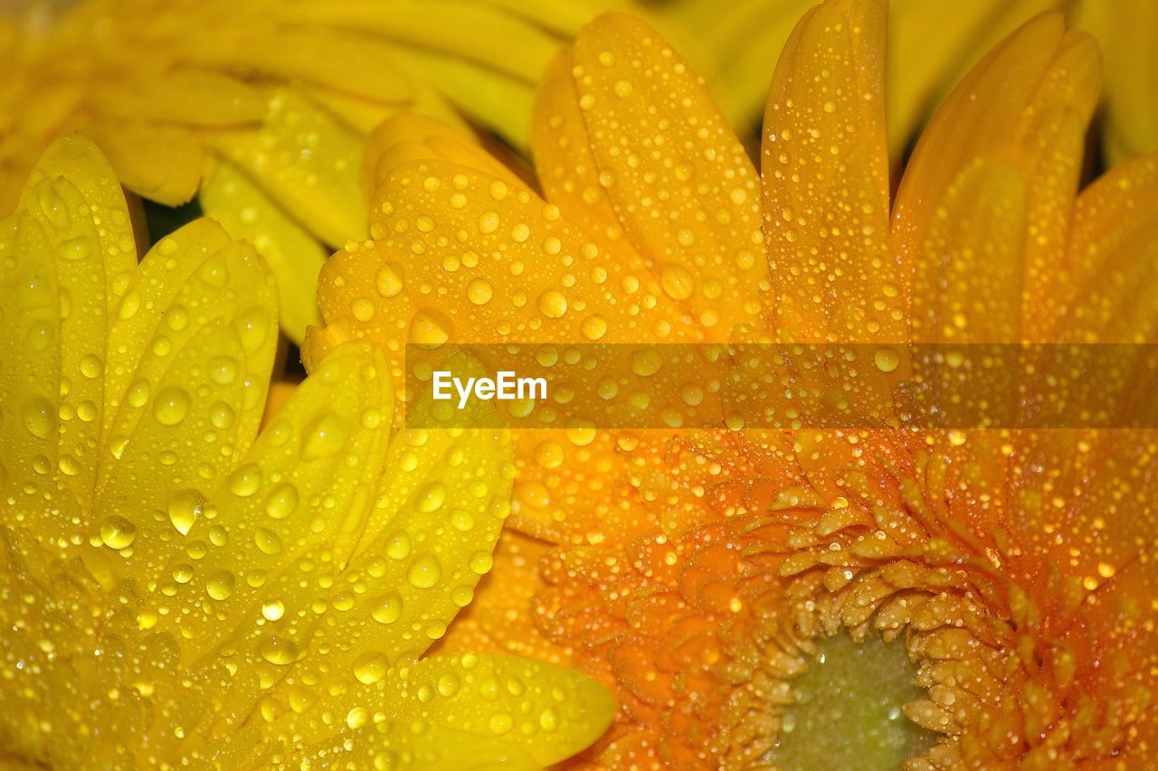 Full frame shot of wet yellow flowering plants during rainy season