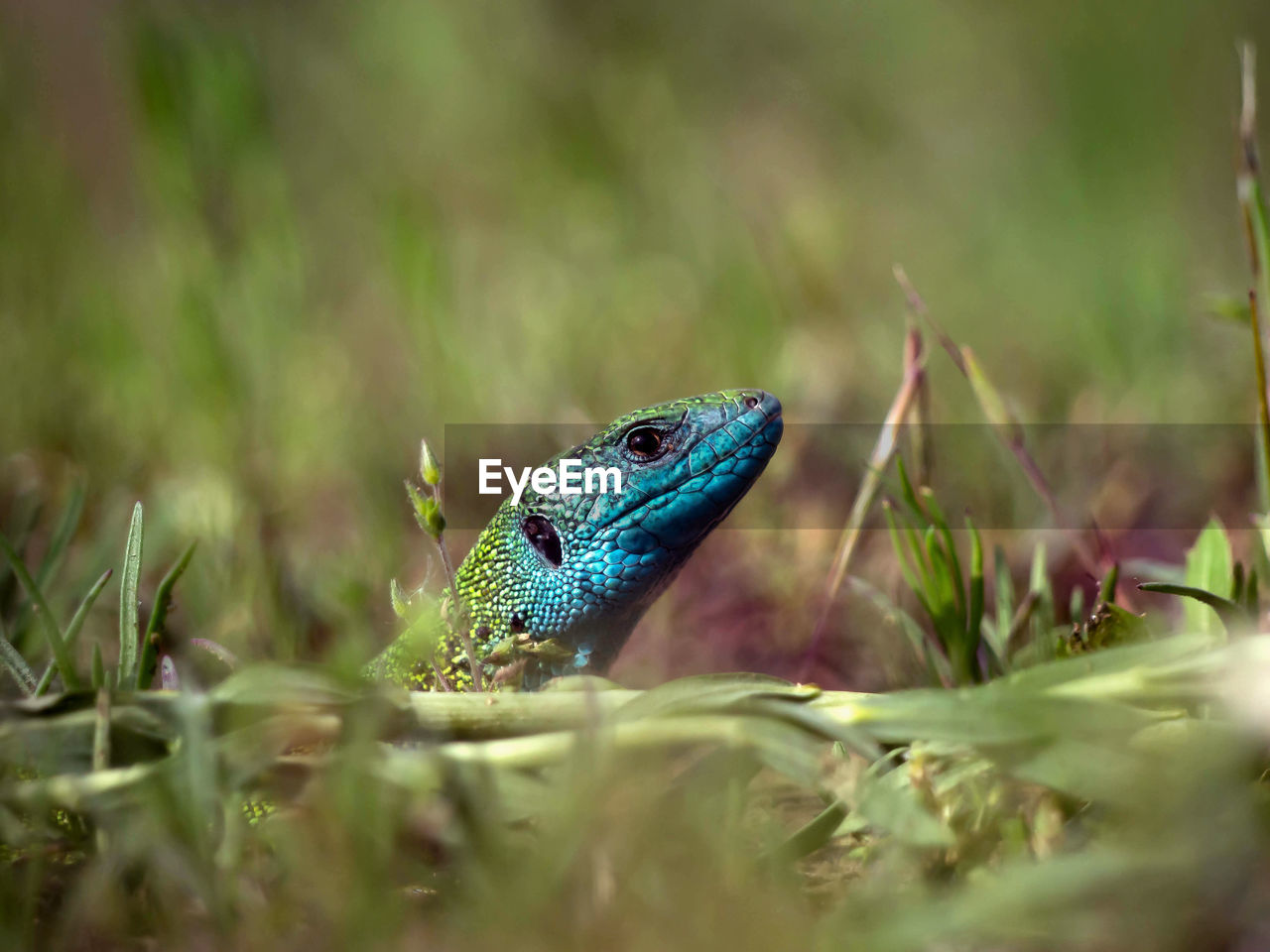 CLOSE-UP OF A LIZARD ON A FIELD