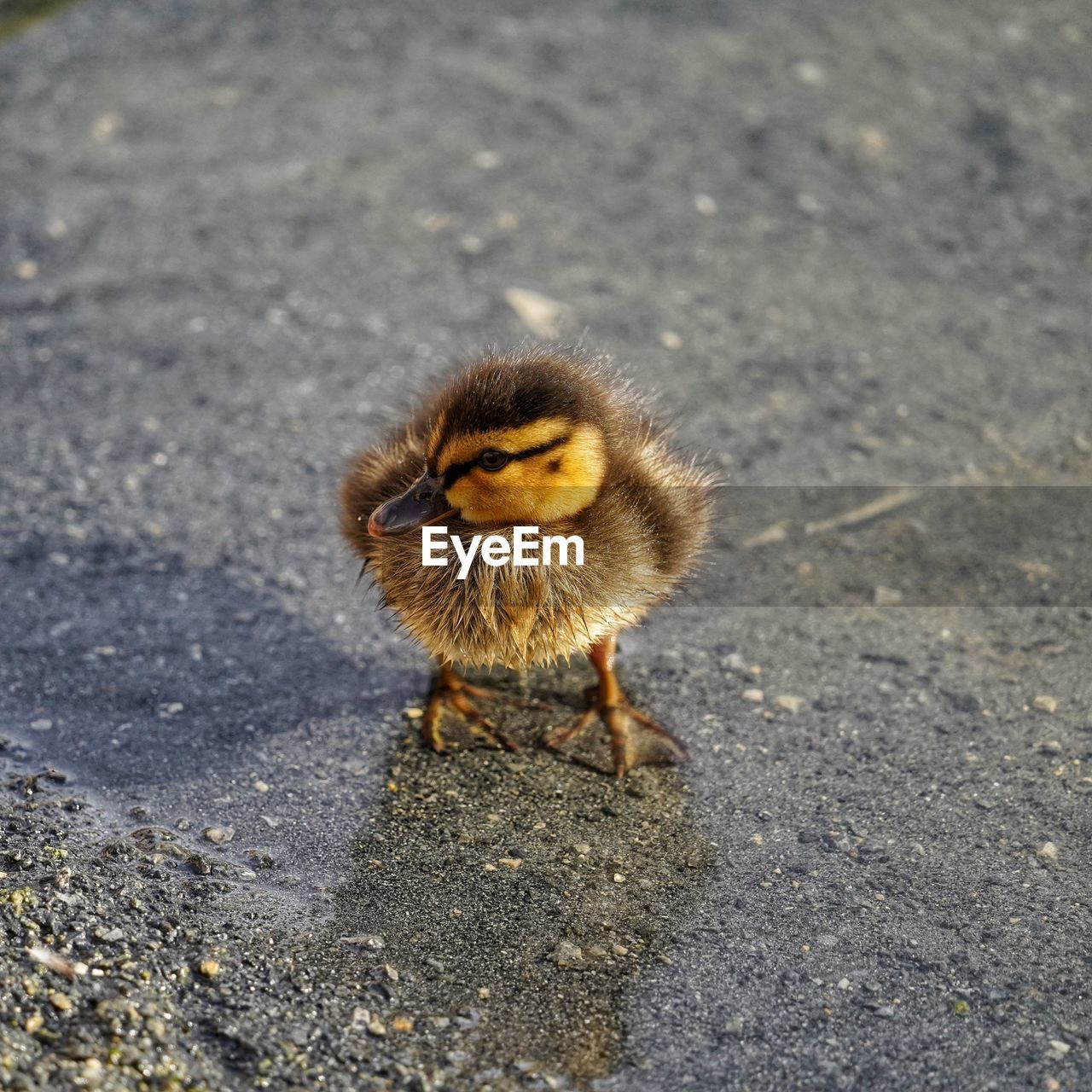 animal themes, animal, bird, duck, one animal, wildlife, animal wildlife, nature, beak, yellow, water bird, close-up, ducks, geese and swans, no people, leaf, road, day, young bird, high angle view, young animal, street, city, outdoors, asphalt, full length, focus on foreground