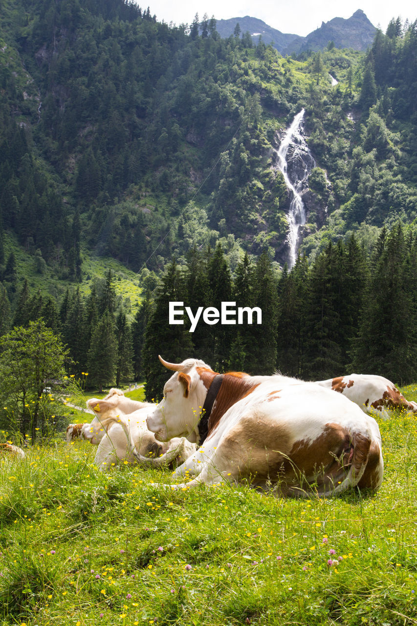 Cows on field against trees and waterfall