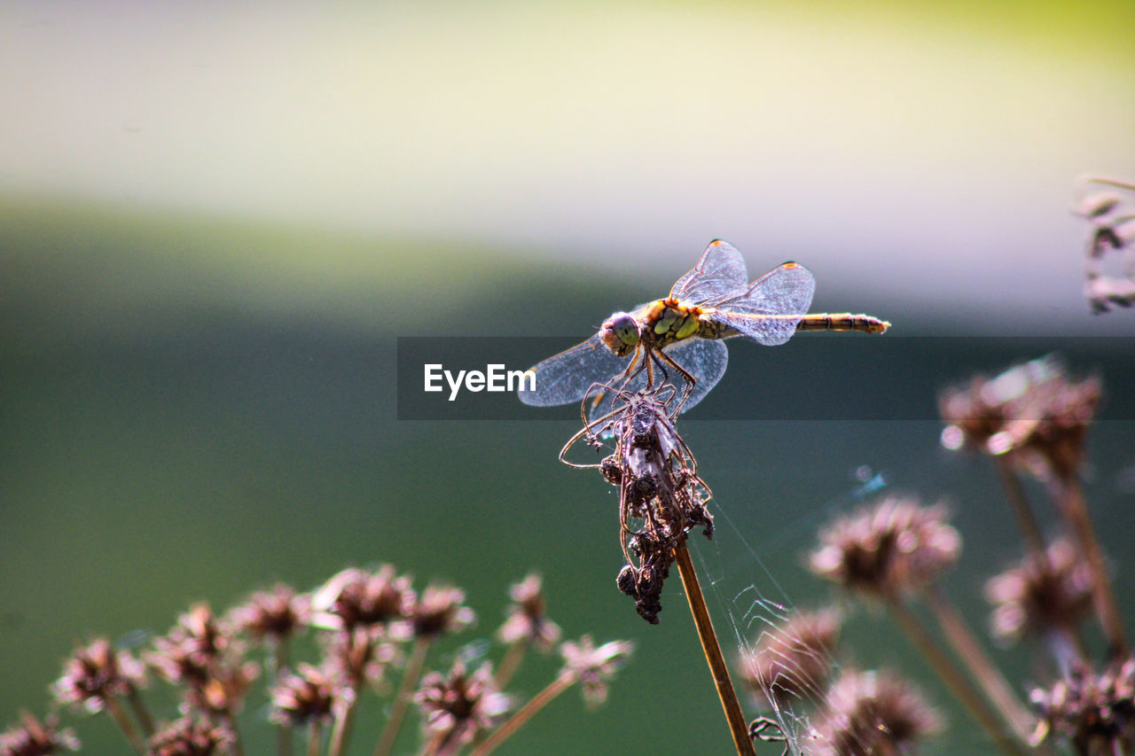 Close-up of dragonfly resting on plant