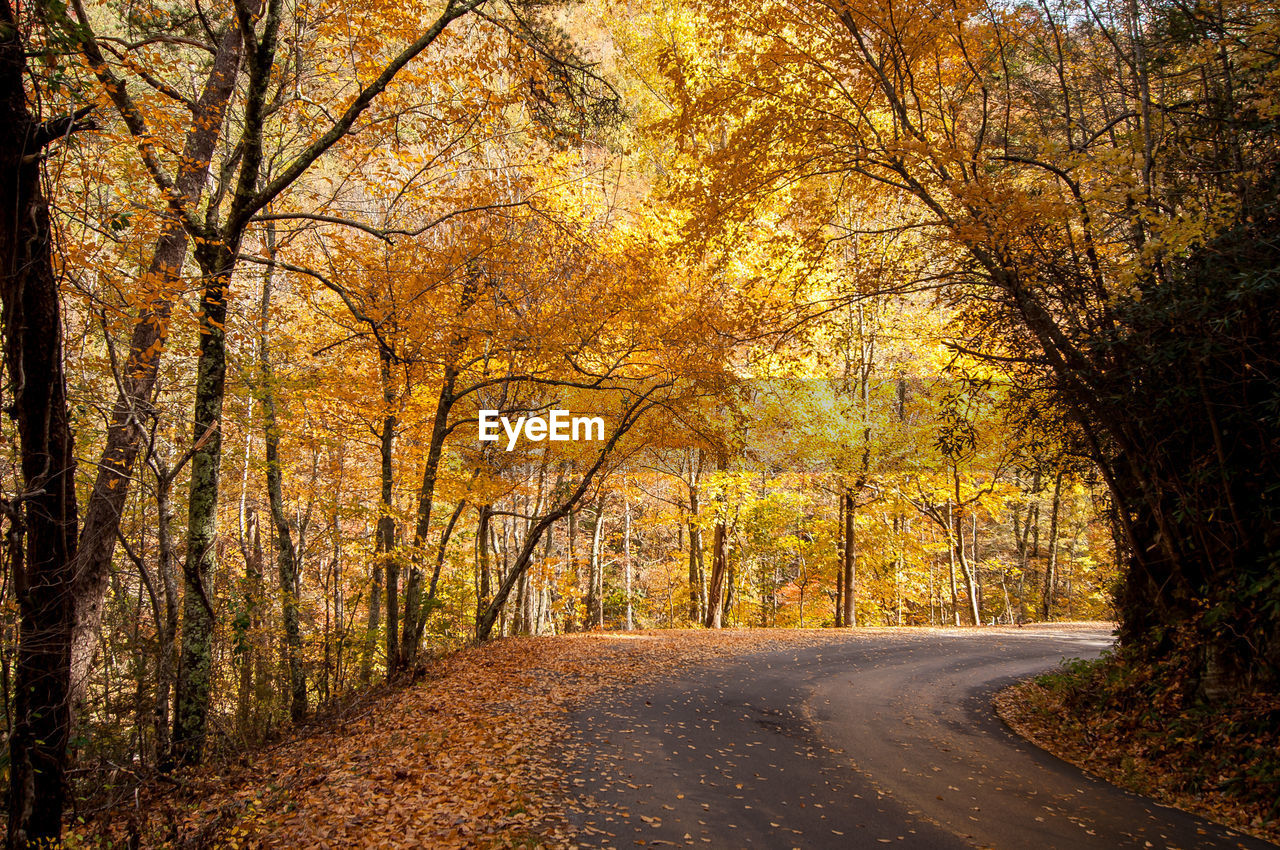 Road amidst trees during autumn