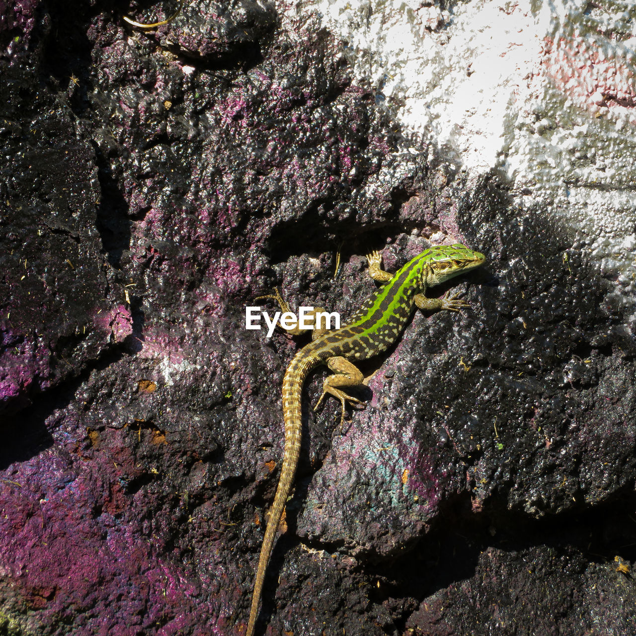 CLOSE-UP OF A REPTILE ON ROCK