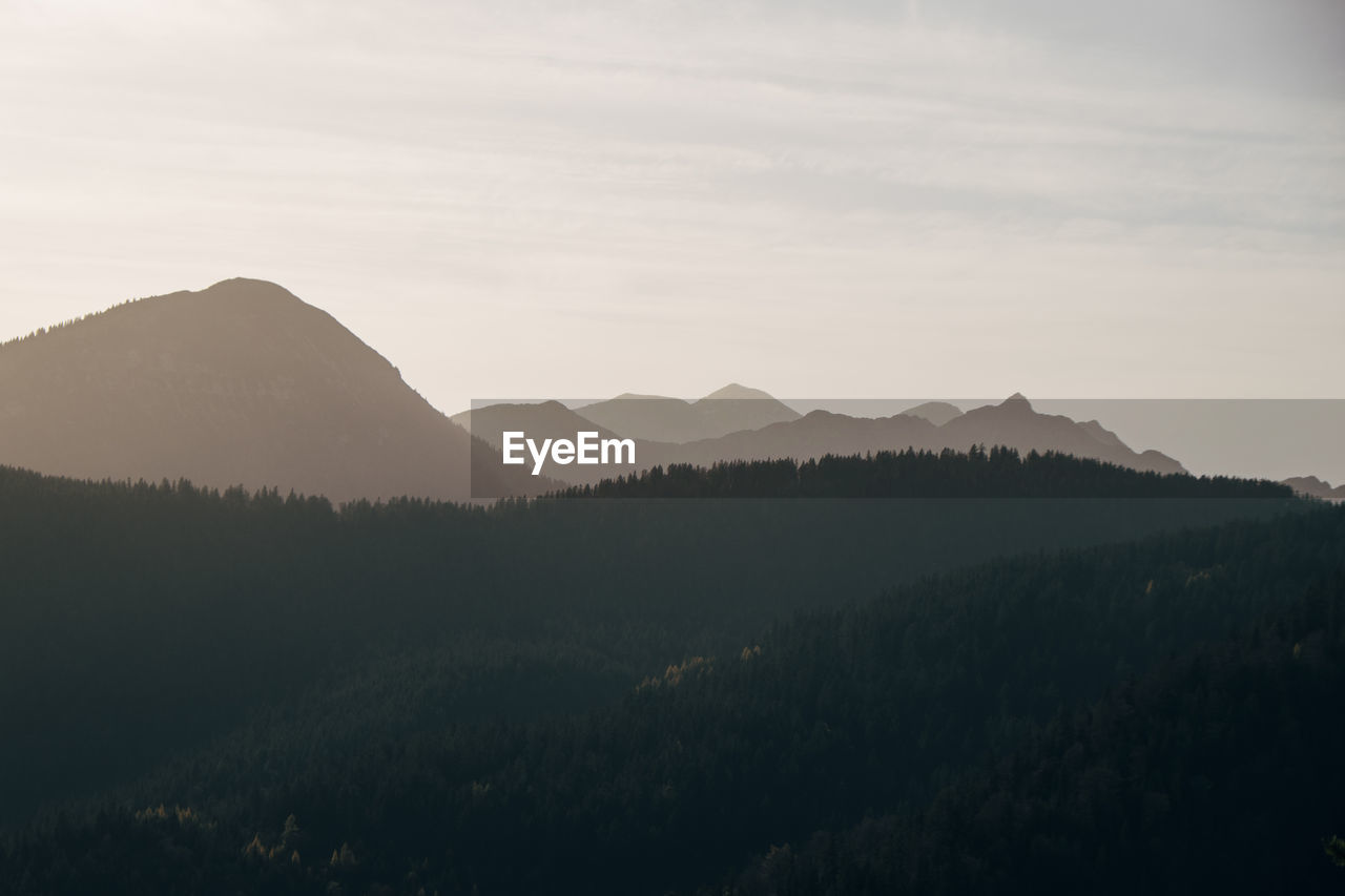 Scenic view of forest on and landscape