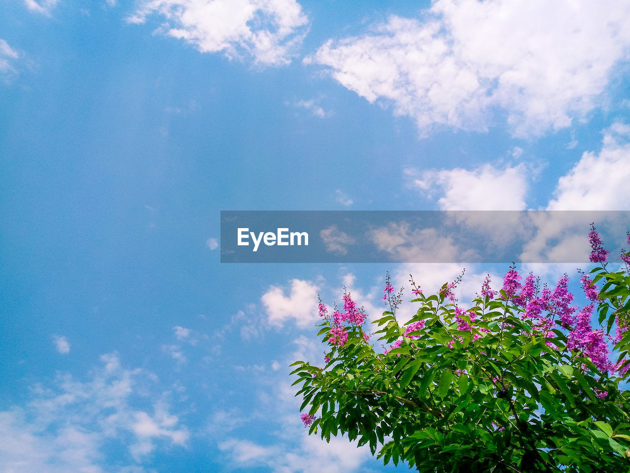 sky, cloud, plant, nature, beauty in nature, flower, sunlight, grass, low angle view, flowering plant, growth, blue, tree, no people, freshness, meadow, day, outdoors, pink, leaf, tranquility, green, fragility