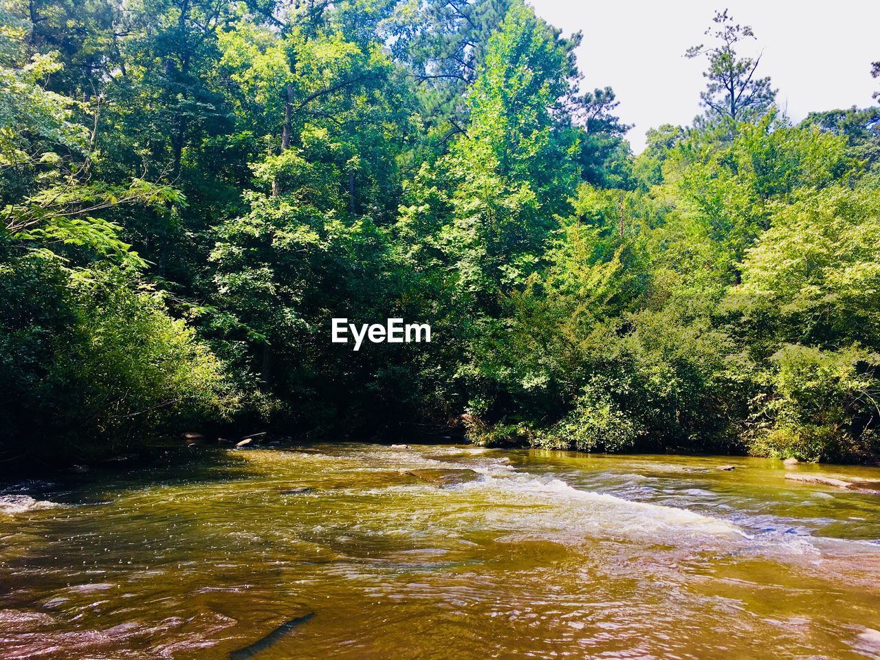 SCENIC VIEW OF RIVER FLOWING IN FOREST