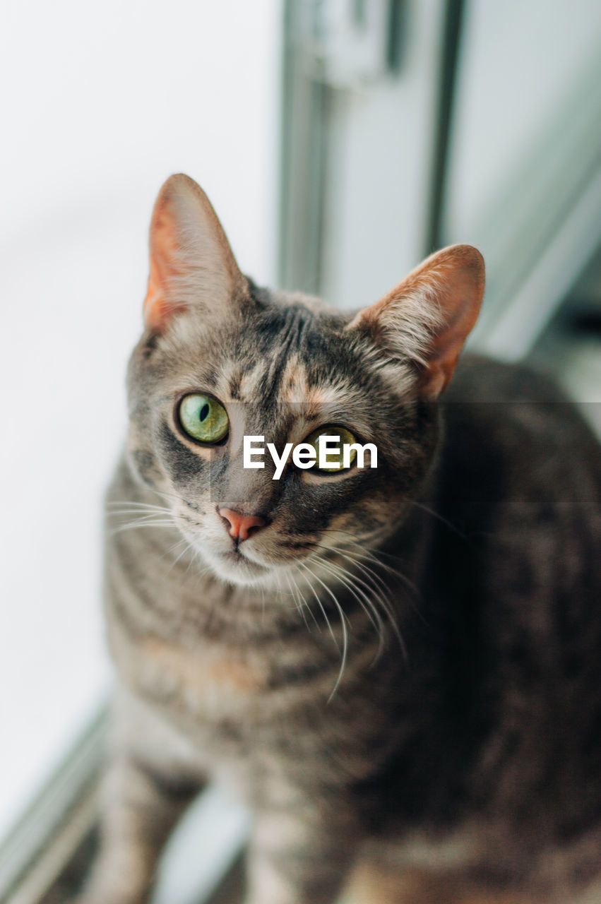 Close-up portrait of a cat next to a window