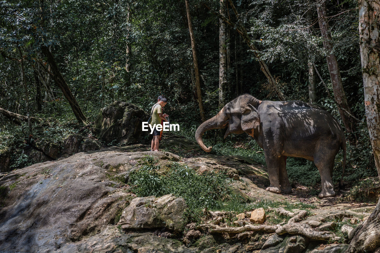 SIDE VIEW OF AN ANIMAL ON ROCK