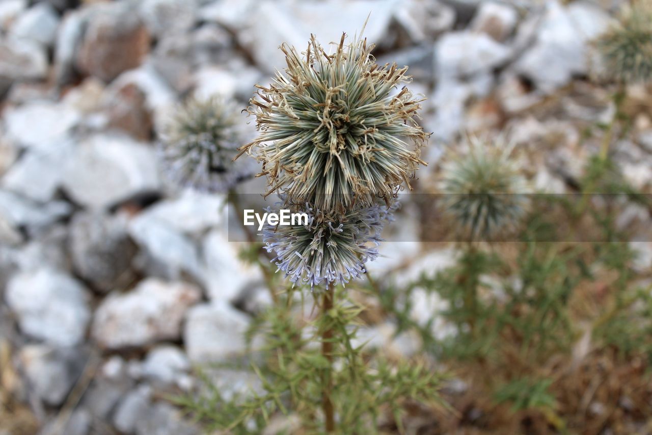 Close-up of wilted plant on field