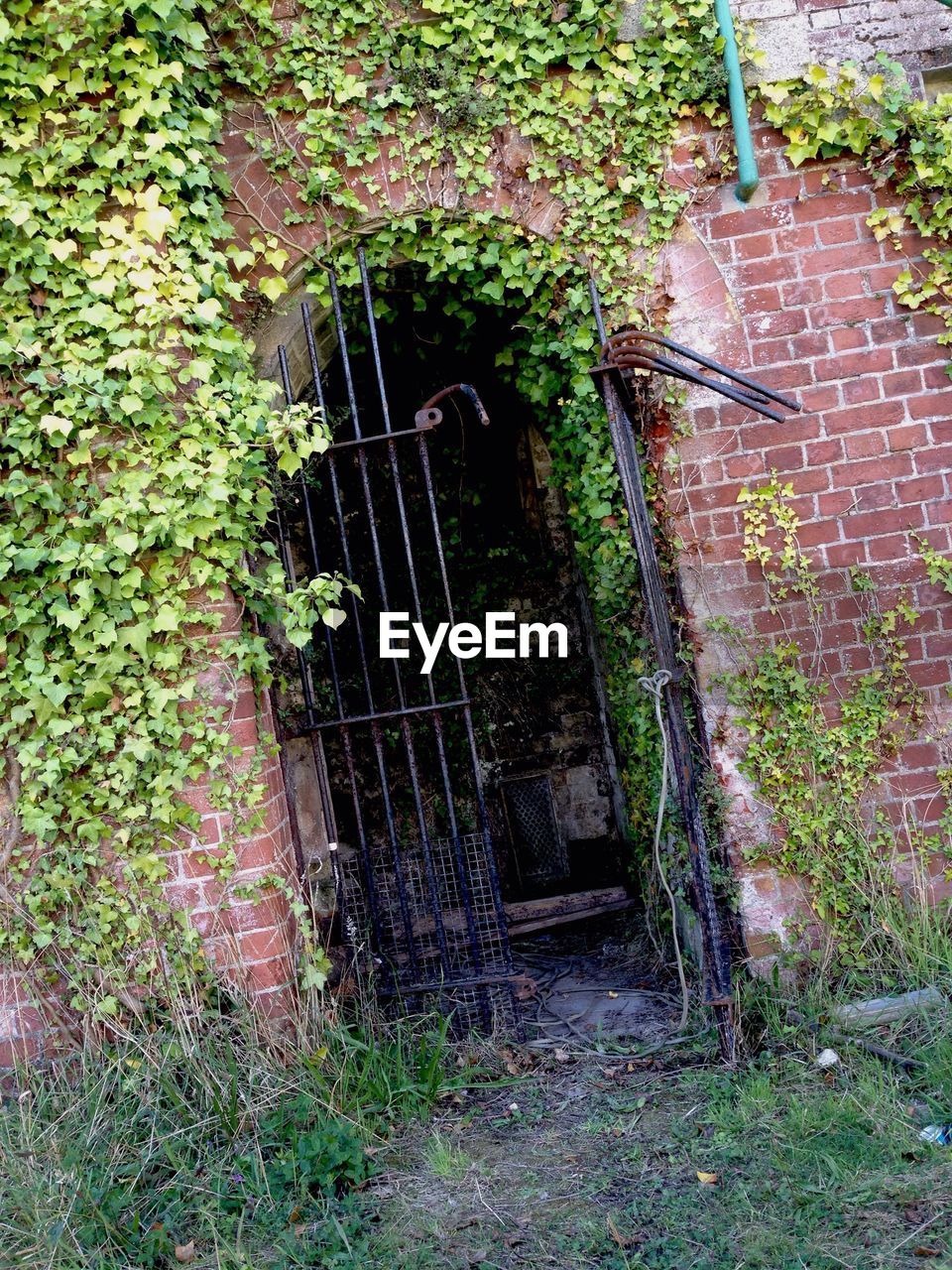 TREE GROWING IN ABANDONED HOUSE