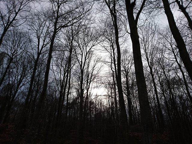 VIEW OF BARE TREES IN FOREST