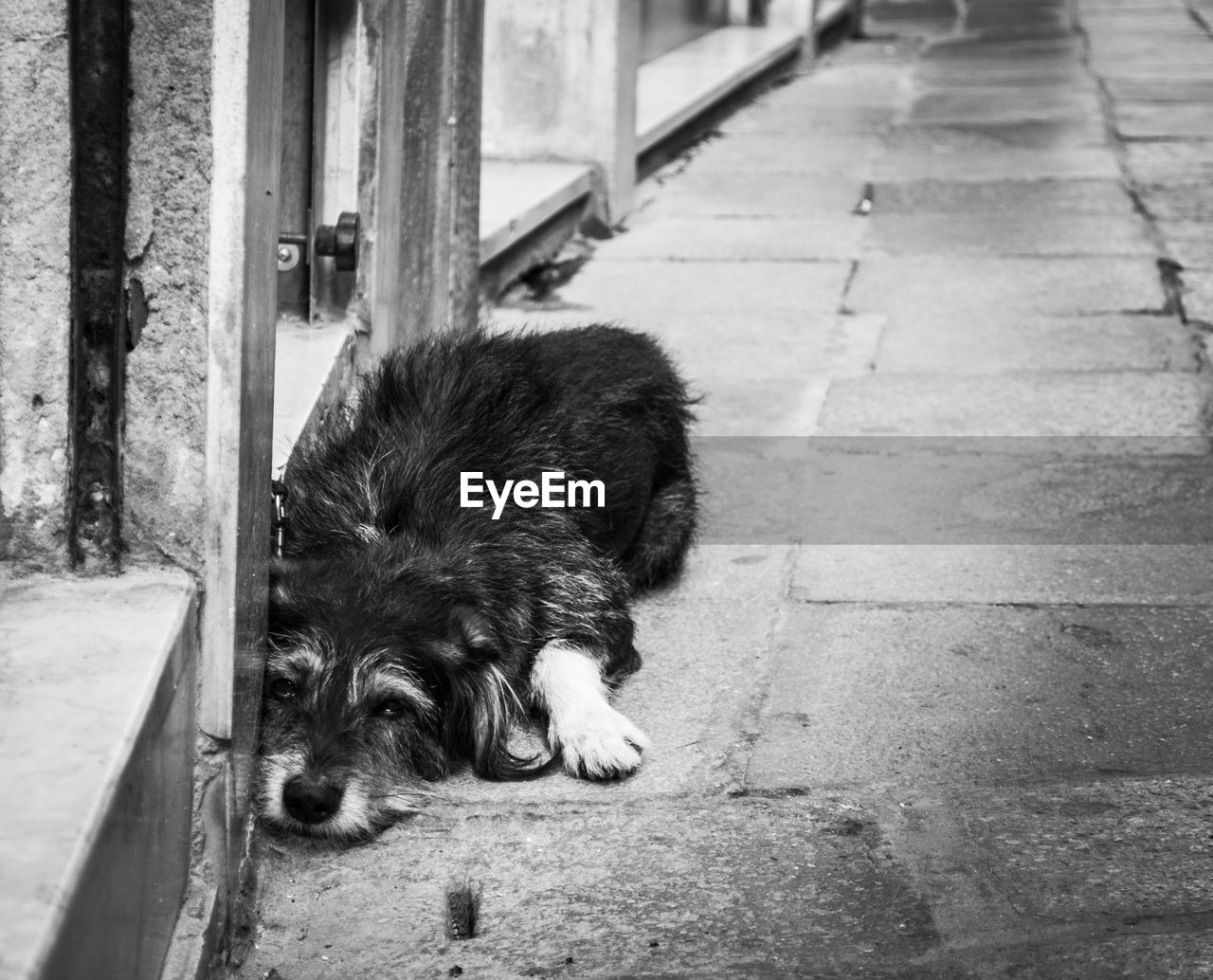 DOG RELAXING ON FOOTPATH