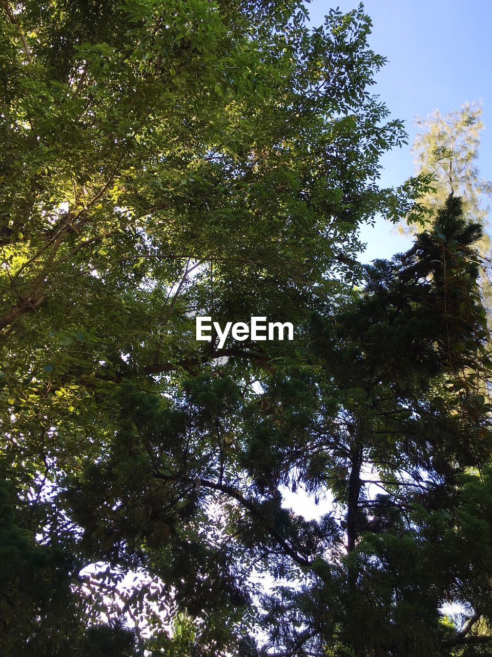 LOW ANGLE VIEW OF TREES AGAINST SKY IN FOREST