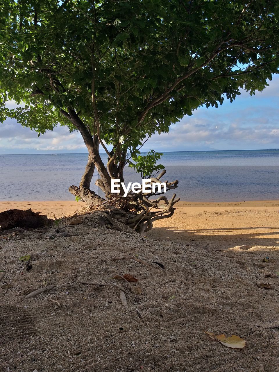 TREE ON BEACH AGAINST SKY