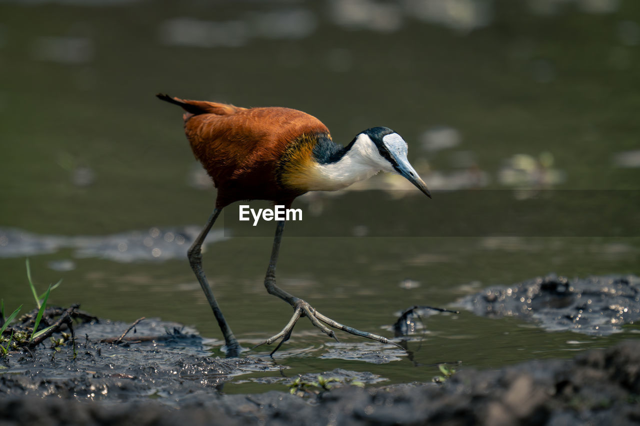 close-up of bird standing in lake