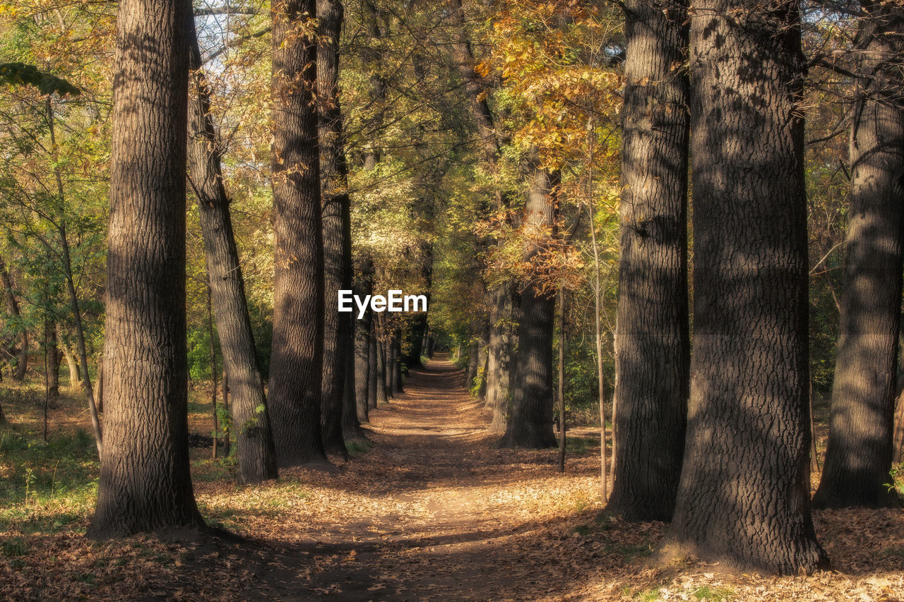trees growing in forest
