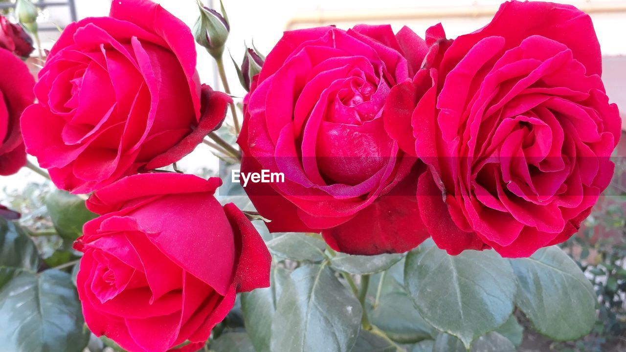 CLOSE-UP OF ROSES BLOOMING OUTDOORS