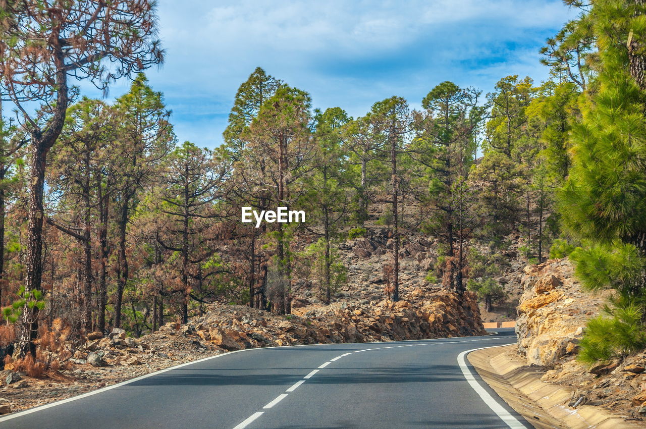 ROAD AMIDST TREES AND PLANTS AGAINST SKY