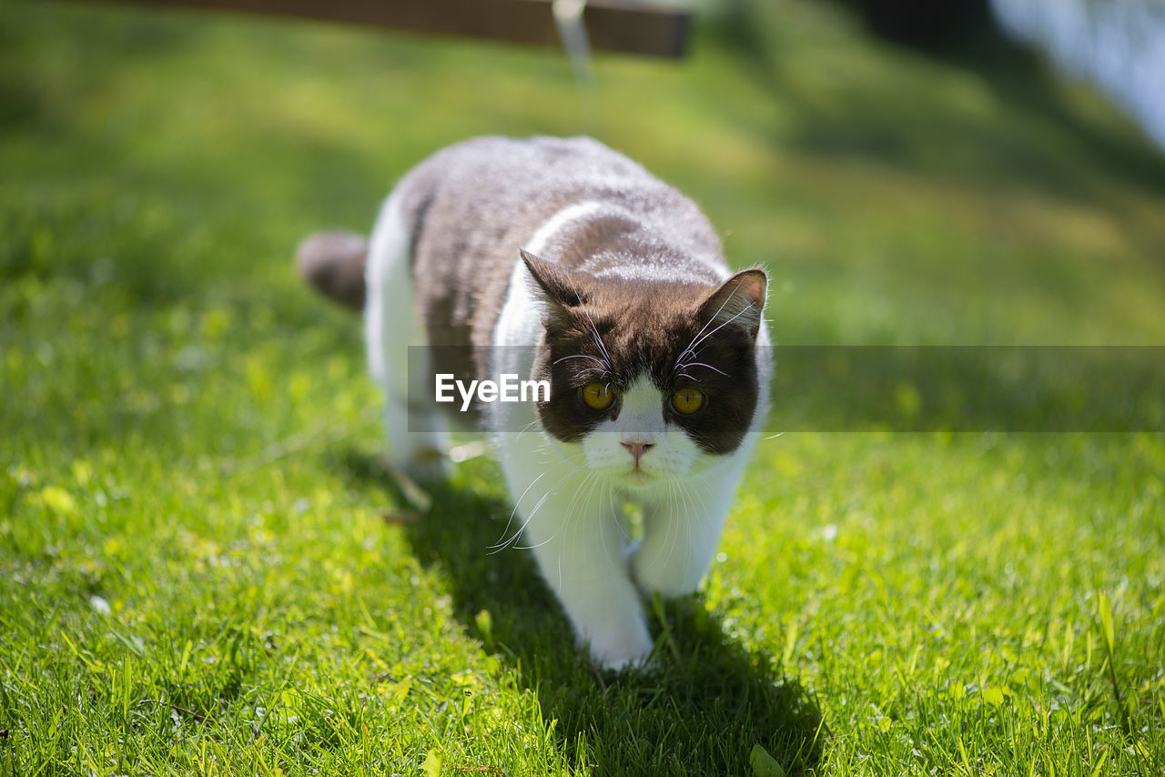 British shorthair cat on green grass