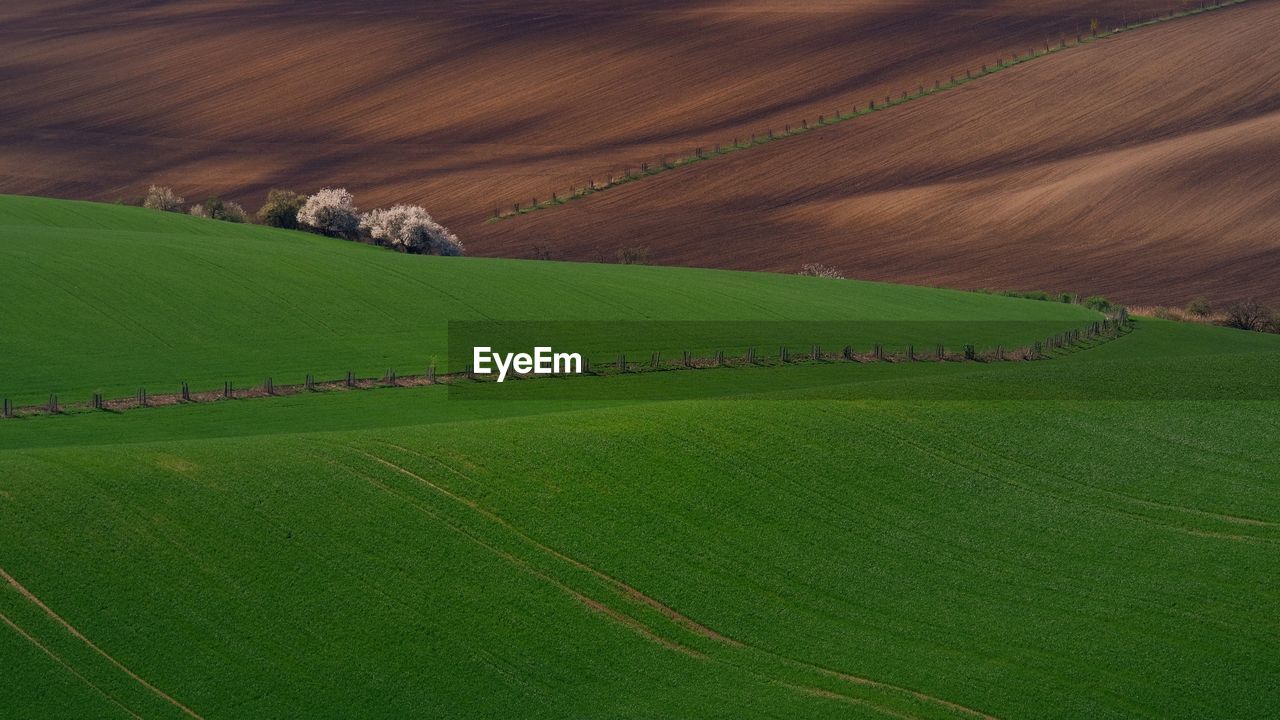 Scenic view of agricultural field