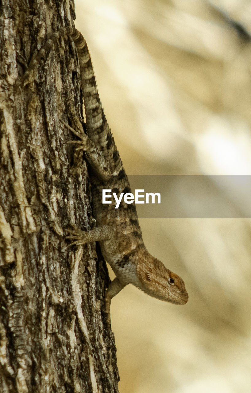 Lizard climbing down a tree
