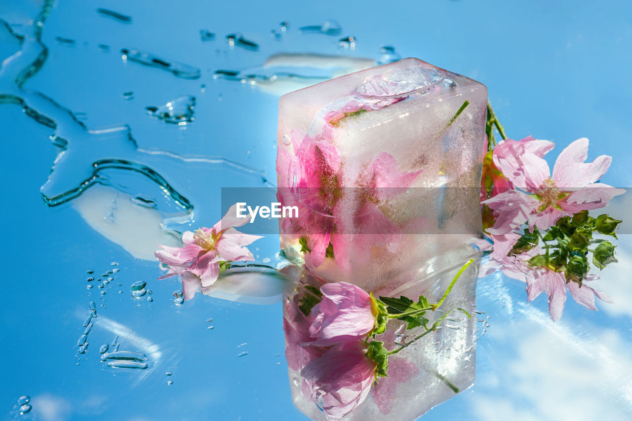 Icy transparent podium with flowers on a mirror blue sky background with clouds and water drops
