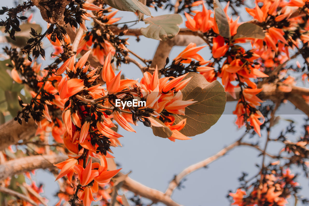 CLOSE-UP OF ORANGE LEAVES ON TREE