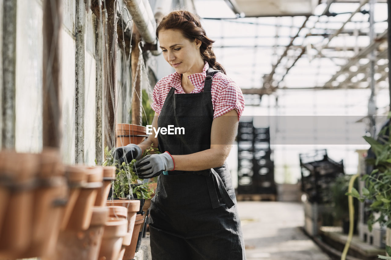 Woman checking leaves growing on potted plant in greenhouse