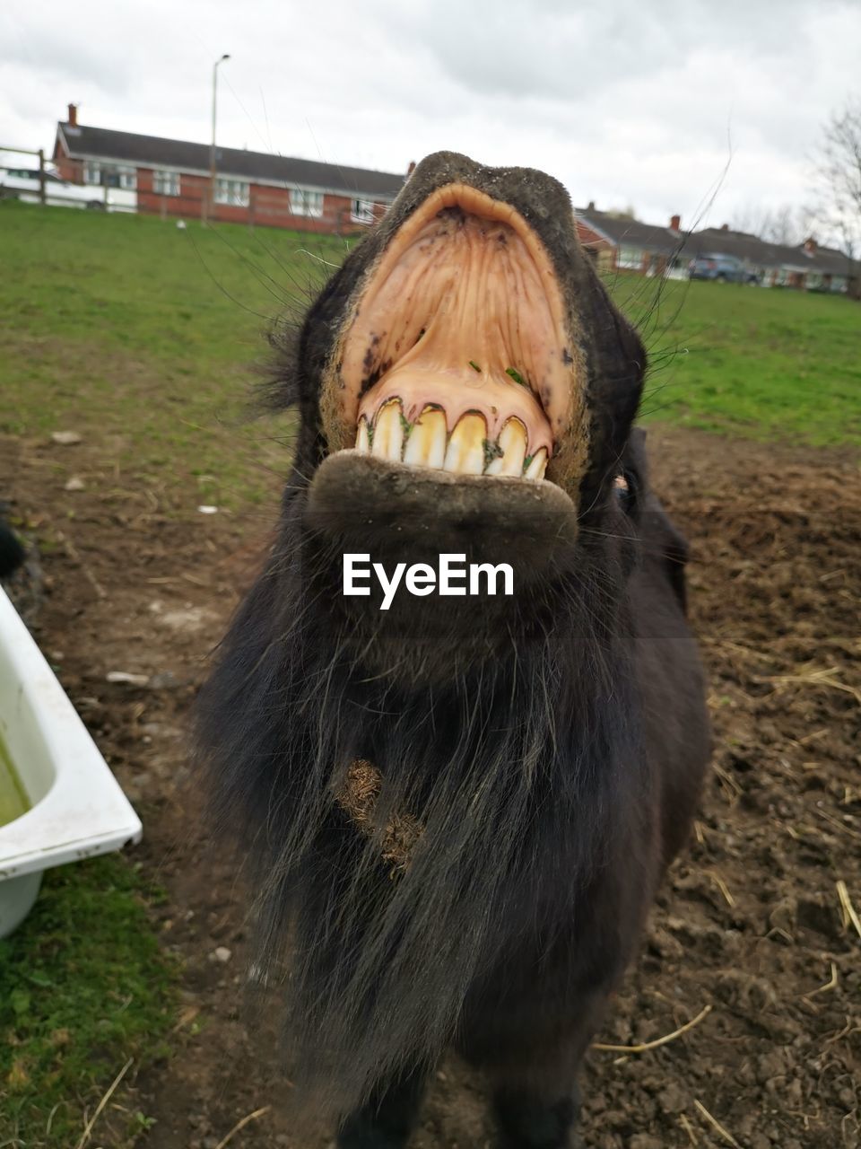 CLOSE-UP OF A HORSE LOOKING AWAY