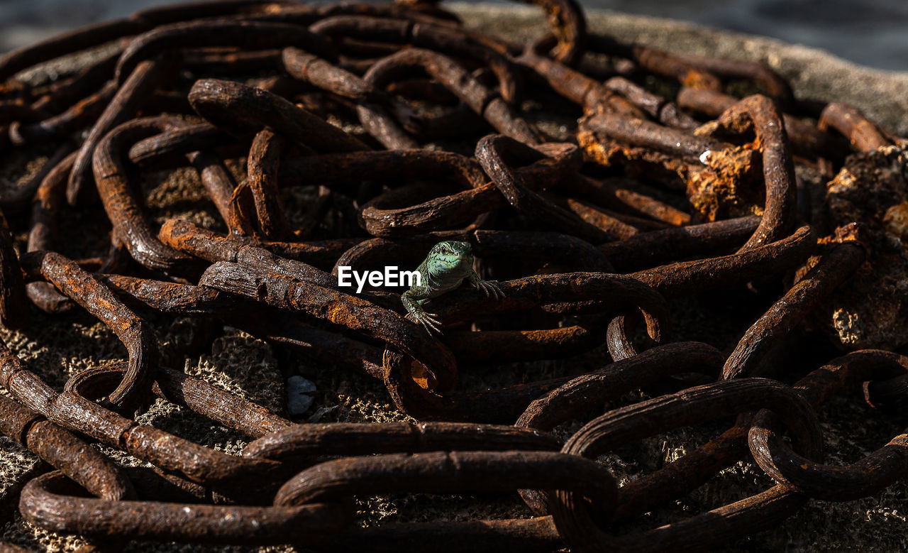 A small lizard is emerging from a pile of rusty chain.