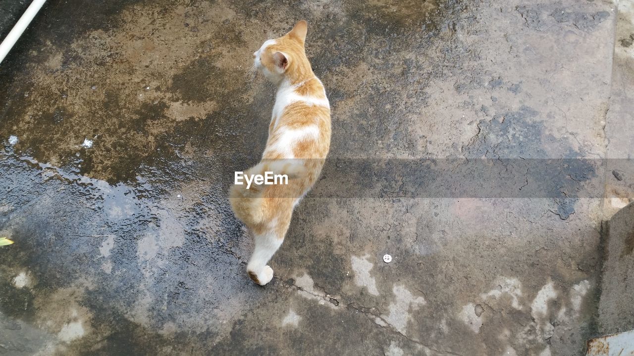 HIGH ANGLE VIEW OF CATS SITTING