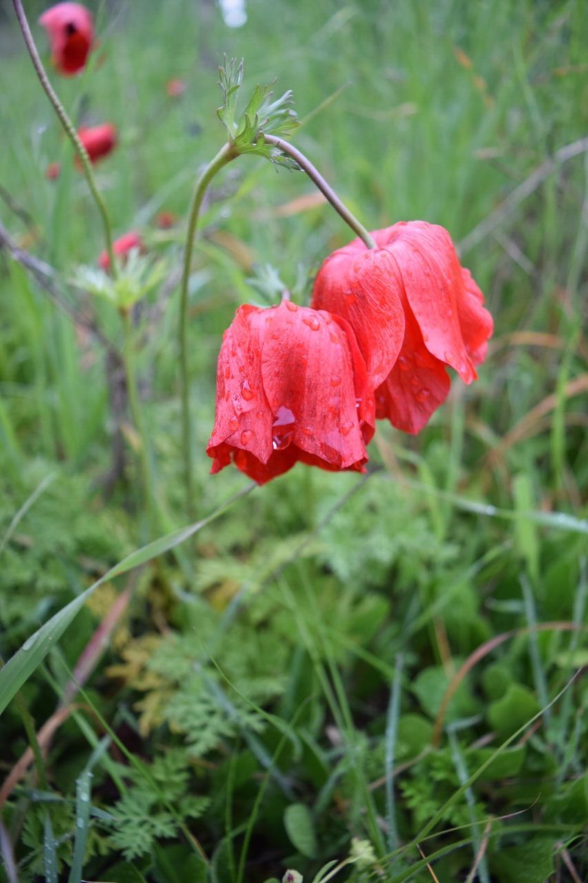 Close-up of red flower growing in field