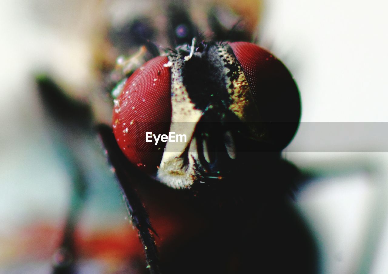 EXTREME CLOSE UP OF RED FLOWER