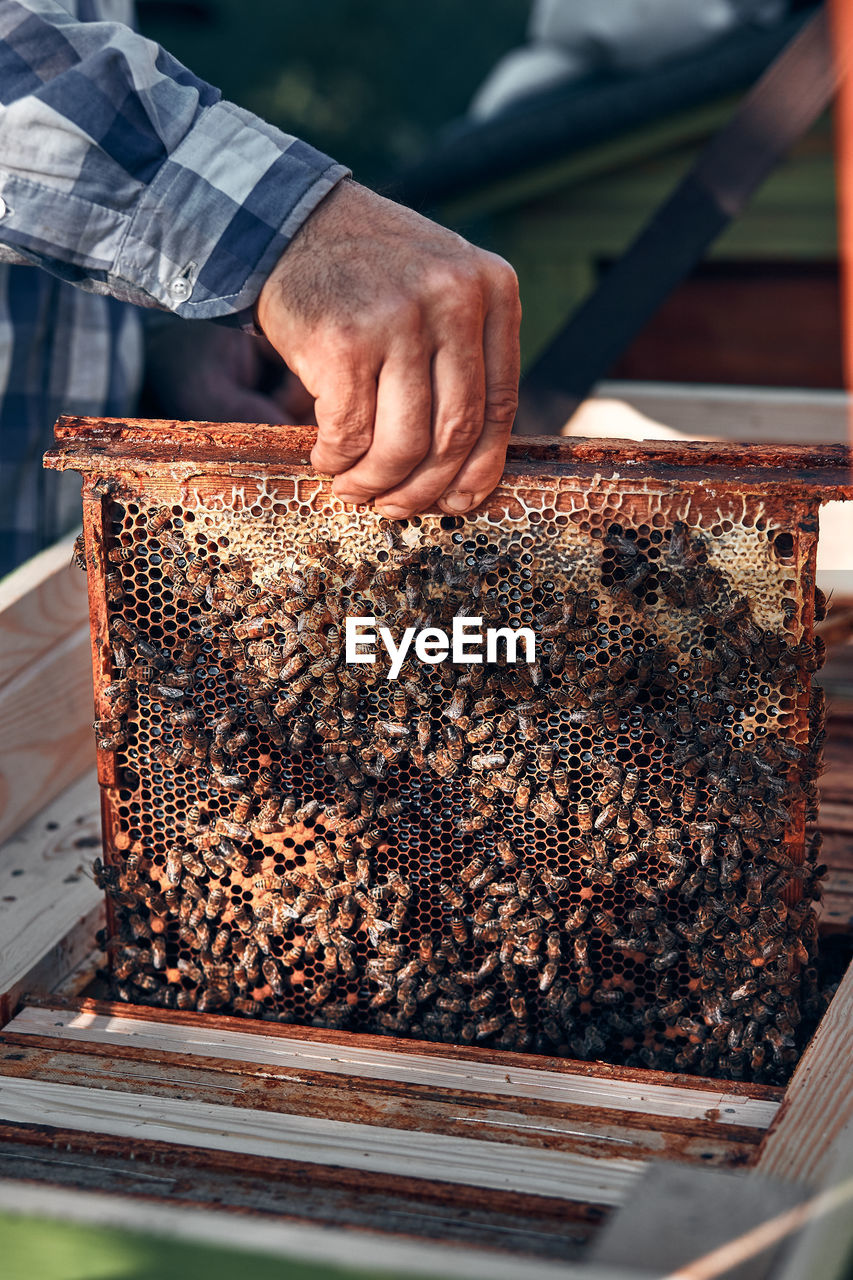 Beekeeper working at farm