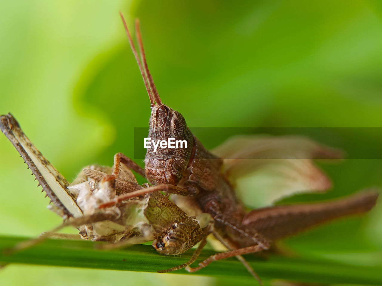 CLOSE-UP OF GRASSHOPPER