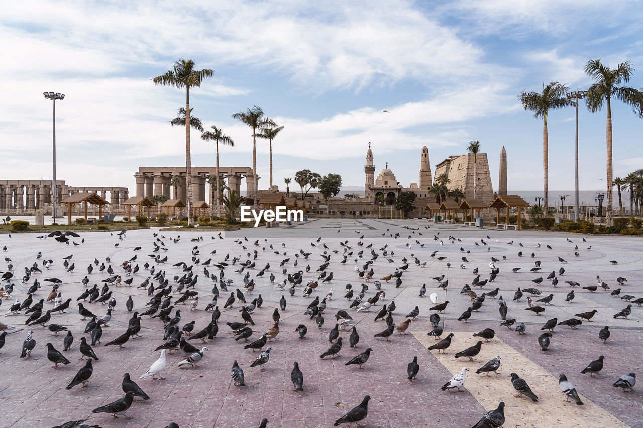 Flock of birds sitting on square with high trees against ancient abu haggag mosque and cloudy sky on street of egypt