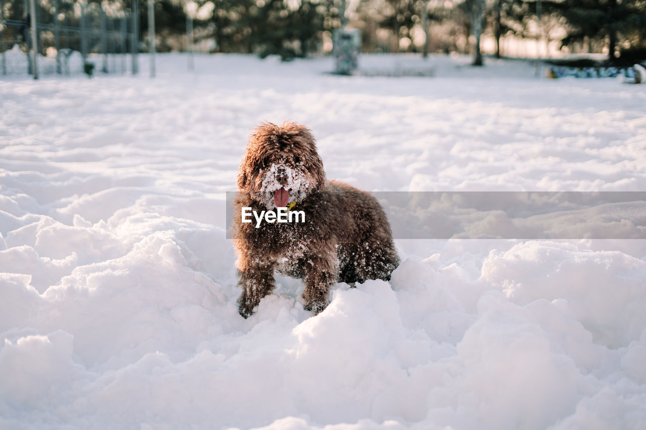 A beautiful brown spanish water dog having fun in the snow. portrait of dogs concept